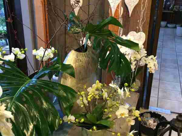 Zimmerpflanzen-Blumen-Jerg_7590